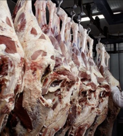 M. DODERO COMPAÑÍA GENERAL DE SERVICIOS SA