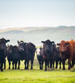 BLACK BAMBOO ENTERPRISES SA