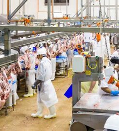 Silver Fern Farms Limited –Takapau