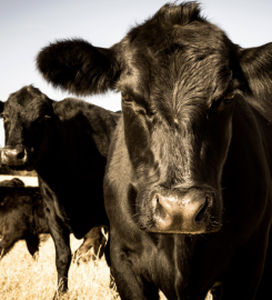 FRIGORIFICO PAMPA DE VARE SA