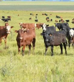 Rafaela Alimentos SA