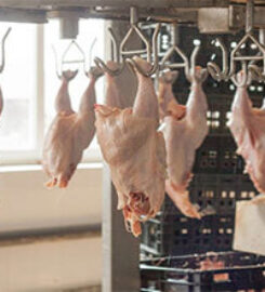 OJSC «Poultry Factory «Rassvet»