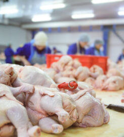 Ozark Mountain Poultry Inc.