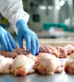 OJSC «Poultry Factory «Rassvet» Yakimova Sloboda department