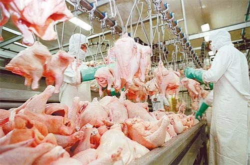 Ozark Mountain Poultry Inc.