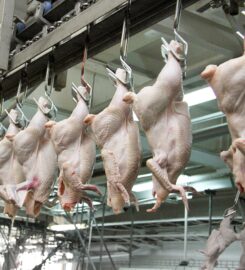 OJSC «Smolevichi Broiler»
