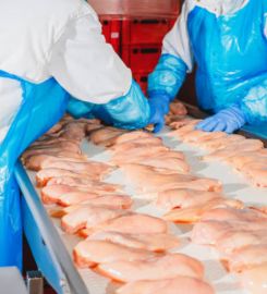 OJSC «Poultry Factory «Rassvet» Yakimova Sloboda department
